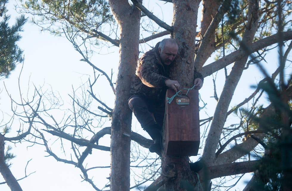 Trass i dei 65 åra sine, klarar Heine godt å gjera dei underlegaste krumspringa for å få festa boksen med spon i botn til treet i Selbjørnsmarka.