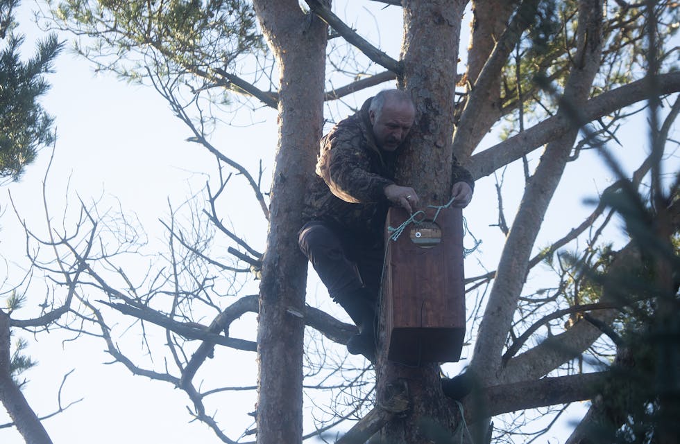 Trass i dei 65 åra sine, klarar Heine godt å gjera dei underlegaste krumspringa for å få festa boksen med spon i botn til treet i Selbjørnsmarka.