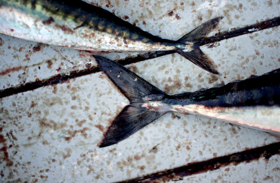 Det internasjonale makrell-økosystemtoktet sommaren 2021 i Nordøst-Atlanteren er no fullenda. Tala viser funn av langt mindre makrell enn i fjor. Foto: Sara Johannessen Meek / NTB